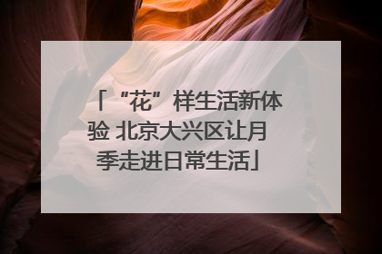“花”样生活新体验 北京大兴区让月季走进日常生活