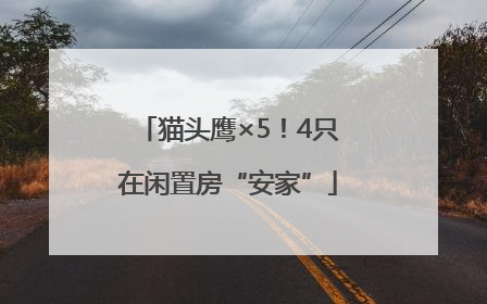 猫头鹰×5！4只在闲置房“安家”