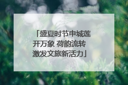 盛夏时节申城莲开万象 荷韵流转激发文旅新活力