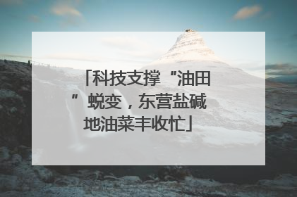 科技支撑“油田”蜕变，东营盐碱地油菜丰收忙