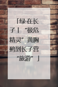 绿·在长子丨“极危精灵”黄胸鹀到长子营“旅游”
