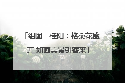 组图｜桂阳：格桑花盛开 如画美景引客来