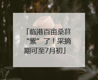 临港百亩桑葚“紫”了！采摘期可至7月初