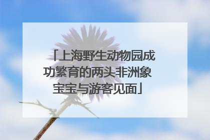 上海野生动物园成功繁育的两头非洲象宝宝与游客见面
