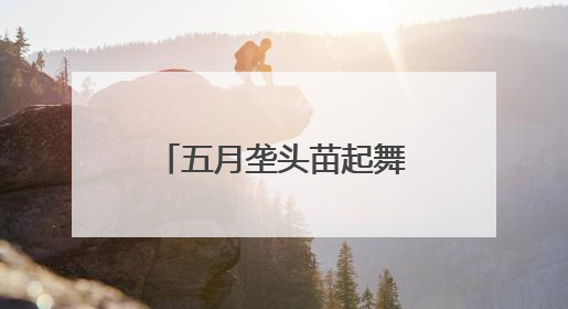 五月垄头苗起舞——青海首试青贮玉米育苗移栽