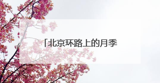 北京环路上的月季到底是谁在种？