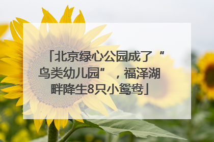 北京绿心公园成了“鸟类幼儿园”，福泽湖畔降生8只小鸳鸯