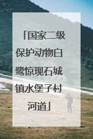 国家二级保护动物白鹭惊现石城镇水堡子村河道