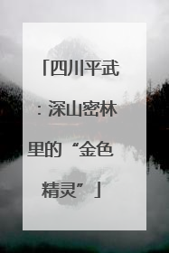 四川平武：深山密林里的“金色精灵”