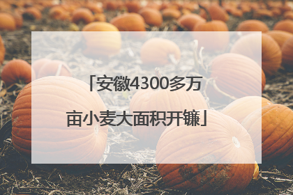 安徽4300多万亩小麦大面积开镰