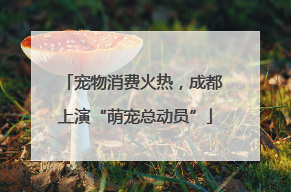 宠物消费火热，成都上演“萌宠总动员”