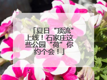 夏日“顶流”上线！石家庄这些公园“荷”你约个会！