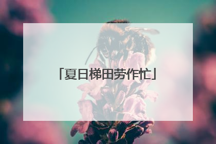 夏日梯田劳作忙