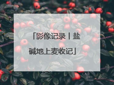影像记录丨盐碱地上麦收记