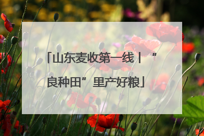 山东麦收第一线丨“良种田”里产好粮