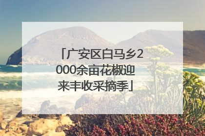 广安区白马乡2000余亩花椒迎来丰收采摘季