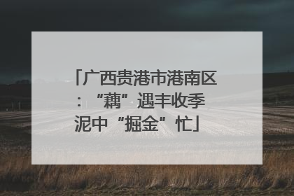 广西贵港市港南区：“藕”遇丰收季 泥中“掘金”忙