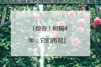 惊喜！时隔4年，它们再现