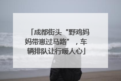 成都街头“野鸡妈妈带崽过马路”，车辆排队让行暖人心