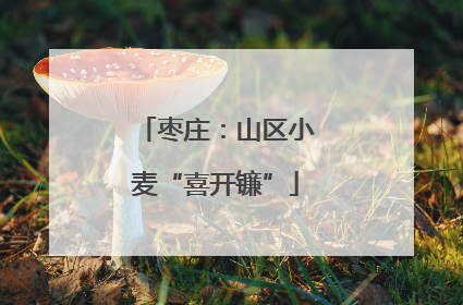 枣庄：山区小麦“喜开镰”