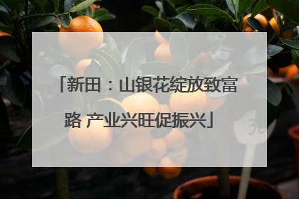 新田：山银花绽放致富路 产业兴旺促振兴