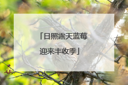 日照露天蓝莓迎来丰收季