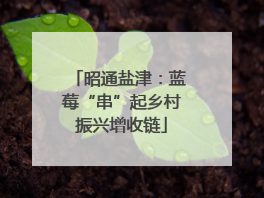 昭通盐津：蓝莓“串”起乡村振兴增收链