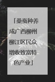 桑蚕种养成广西柳州柳江区民众增收致富特色产业
