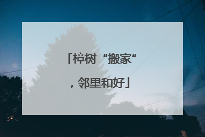 樟树“搬家”，邻里和好