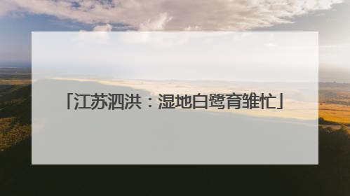 江苏泗洪：湿地白鹭育雏忙