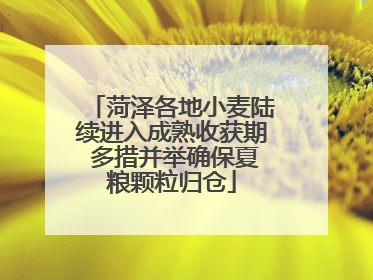 菏泽各地小麦陆续进入成熟收获期 多措并举确保夏粮颗粒归仓