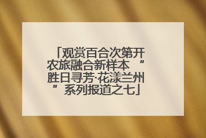 观赏百合次第开 农旅融合新样本 “胜日寻芳·花漾兰州”系列报道之七