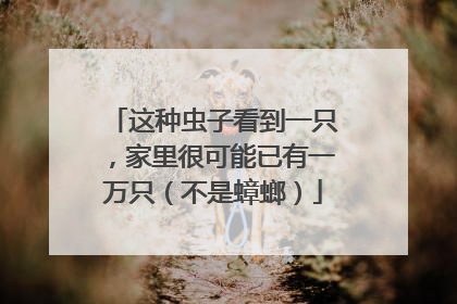 这种虫子看到一只，家里很可能已有一万只（不是蟑螂）