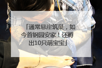 通常悬崖筑巢，如今首钢园安家！还孵出10只萌宝宝