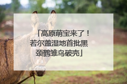 高原萌宝来了！若尔盖湿地首批黑颈鹤雏鸟破壳