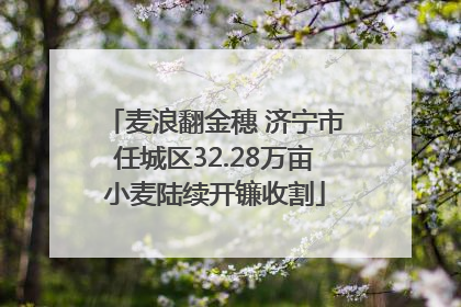 麦浪翻金穗 济宁市任城区32.28万亩小麦陆续开镰收割