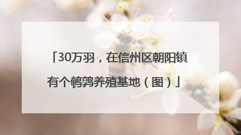 30万羽，在信州区朝阳镇有个鹌鹑养殖基地（图）
